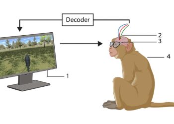 Macacos navegam em mundos virtuais usando apenas o pensamento no novo estudo do BCI
